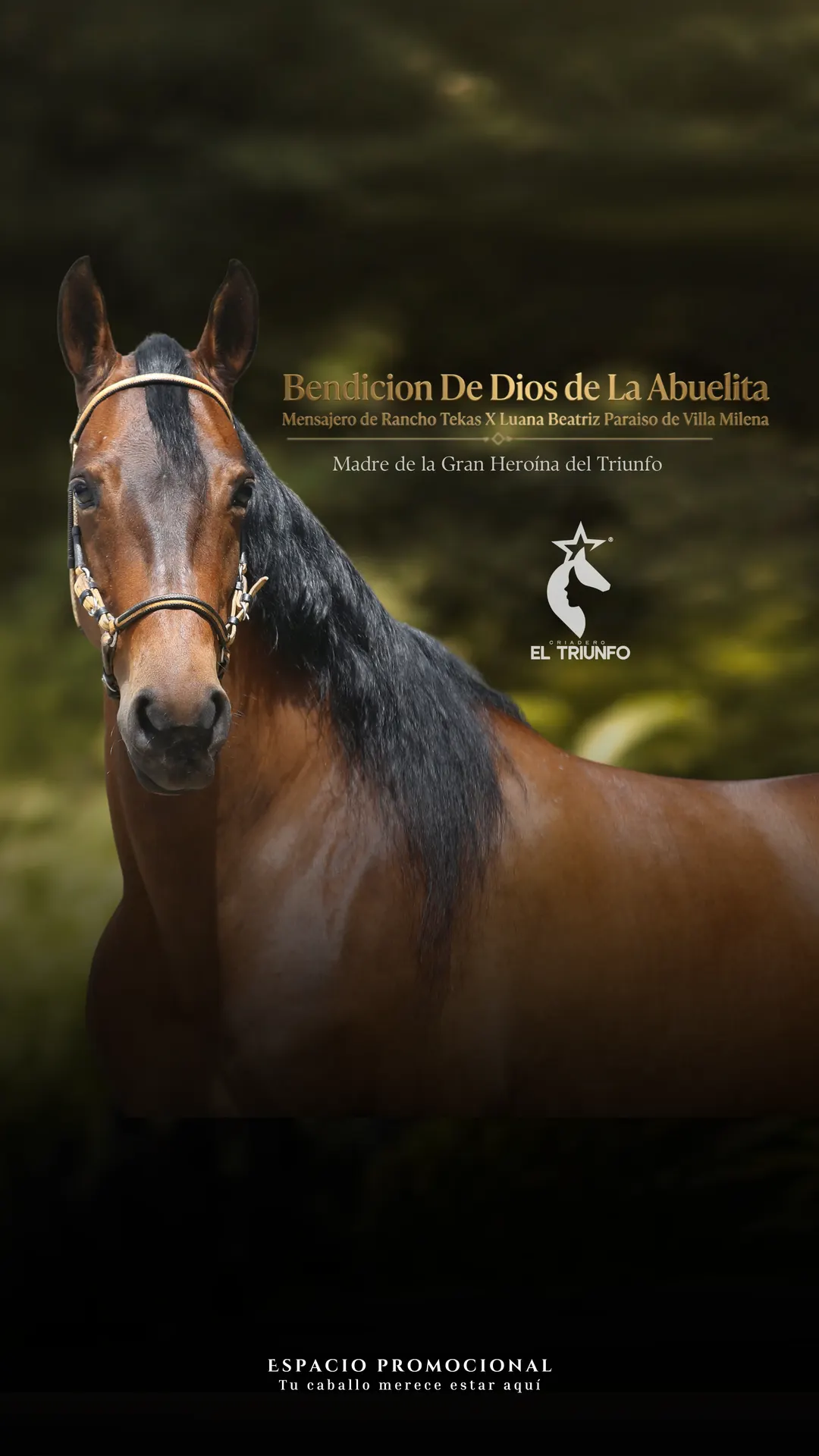 Caballo criollo colombiano
